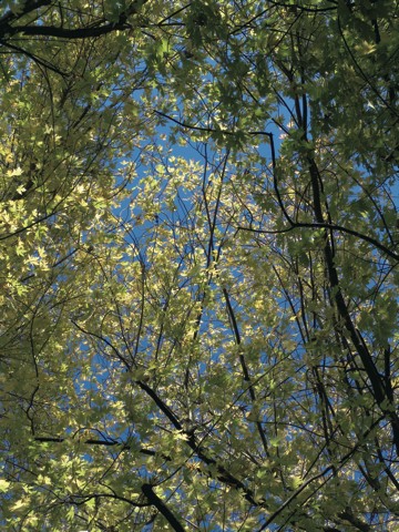 37 Blume